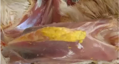 現(xiàn)在青年雞最嚴(yán)重的是什么？