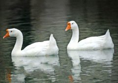 養(yǎng)鵝禁忌有哪些？看看你中了幾條！