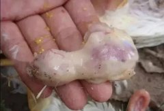 肉雞最頭疼的還是腺肌胃炎，到底該怎么解決？