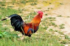 肉雞養(yǎng)殖成本要如何控制？