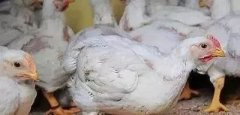 支原體感染的發(fā)展過程及臨床癥狀！！!