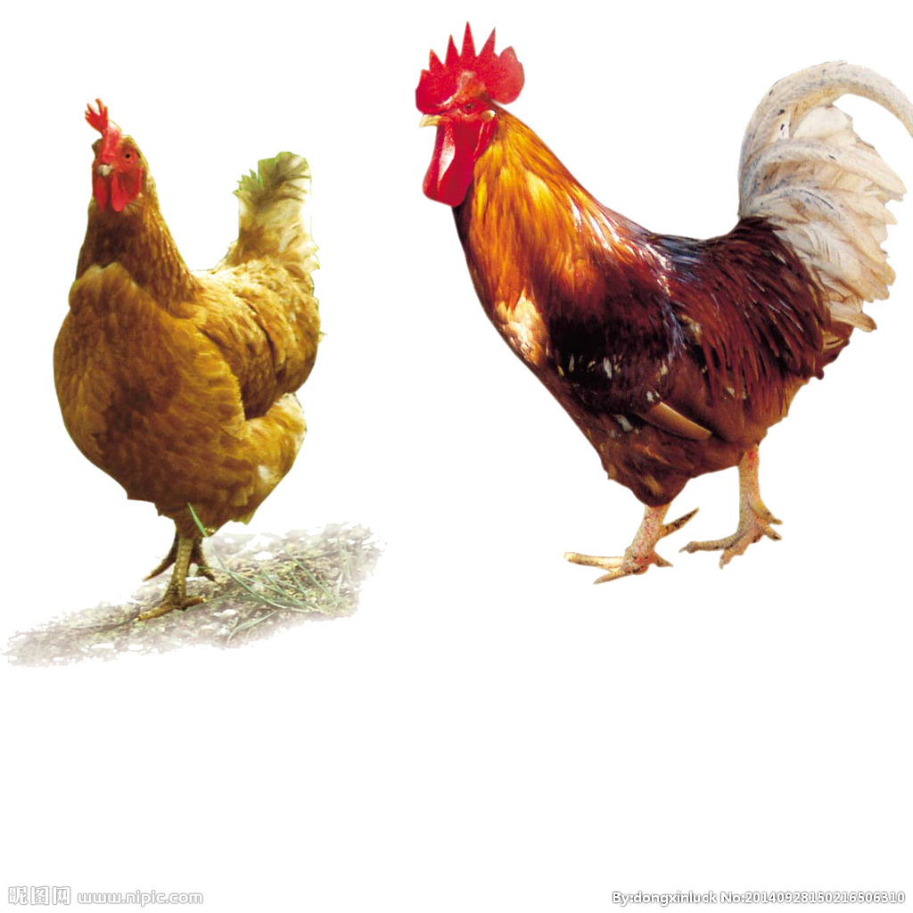 提高肉鴨養(yǎng)殖效益！這八個(gè)飼養(yǎng)管理要注意了?。夹g(shù)） 